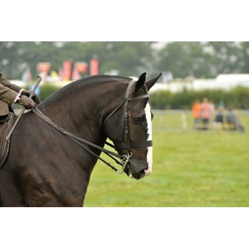 Horse Showing Mark Sheets